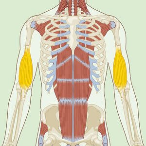 Brachialis