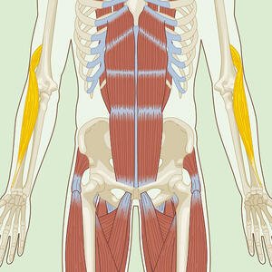 Brachioradialis